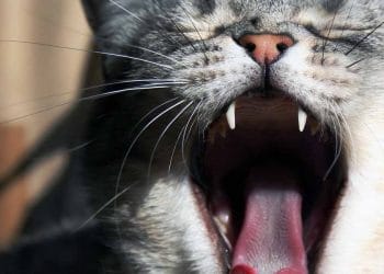 Kedilerin Ağız Kokusu Sebepleri Nelerdir?