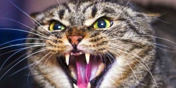 Kedilerin Kızgınlık Dönemi Nedir, Nasıl Anlaşılır?