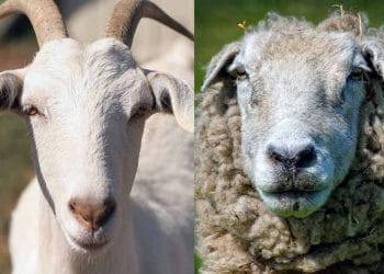 Koyun ve Keçilerde Beslemeyle İlgili Hastalıklar