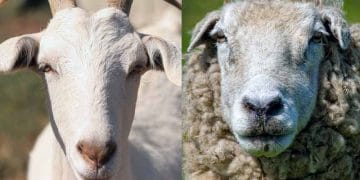 Koyun ve Keçilerde Beslemeyle İlgili Hastalıklar