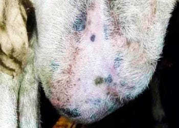 Koyun ve Keçilerin Meme Yangıları (Mastitis)