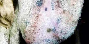 Koyun ve Keçilerin Meme Yangıları (Mastitis)