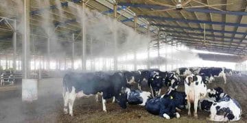 Kurudaki inekleri serinletelim!