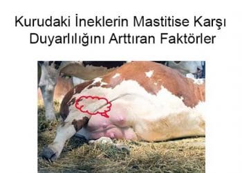 Kurudaki İneklerin Mastitise Karşı Duyarlılığını Arttıran Faktörler