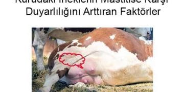 Kurudaki İneklerin Mastitise Karşı Duyarlılığını Arttıran Faktörler