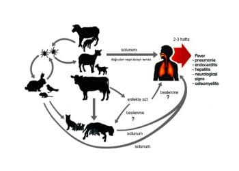 Q Humması (Q Fever, Q Ateşi)