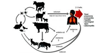Q Humması (Q Fever, Q Ateşi)