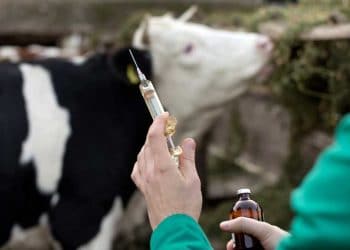 Sığırlarda Aşılama Programı ve Koruyucu Hekimlik