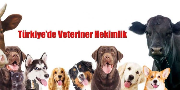 Türkiye’de Veteriner Hekimlik