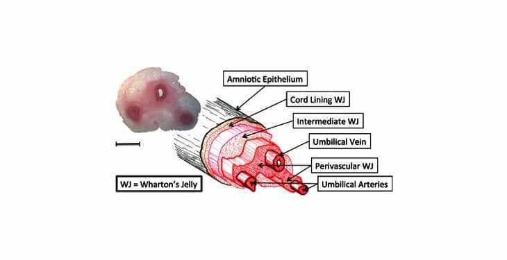 Wharton Peltesi Nedir?