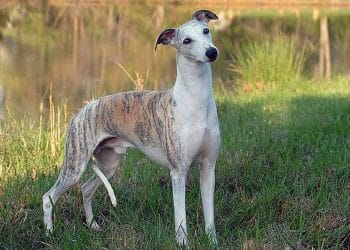 Whippet Köpeği Nedir?