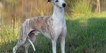 Whippet Köpeği Nedir?