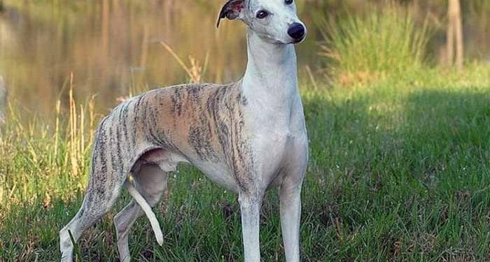 Whippet Köpeği Nedir?