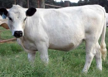 White Heifer Disease Nedir?