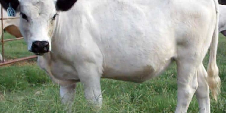 White Heifer Disease Nedir?