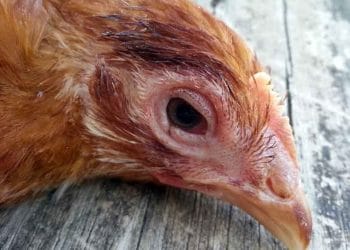 Avian Vibrionik Enteritis