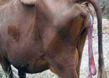 Embriyonik Kayıplar