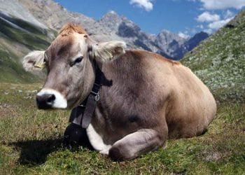 Gezegendeki En Stresli Hayvan