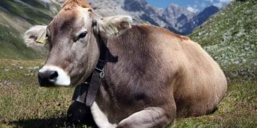 Gezegendeki En Stresli Hayvan