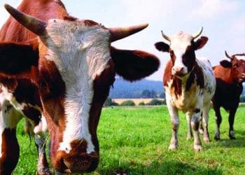 Hayvancılıkta Mucizeler