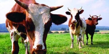 Hayvancılıkta Mucizeler