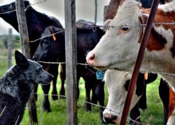 Hayvanları Koruma Günü