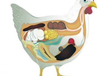 Kanatlılarda Bağırsak Sağlığının Önemi