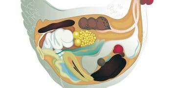 Kanatlılarda Bağırsak Sağlığının Önemi