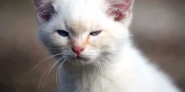 Kedilerde Veba (Plague)