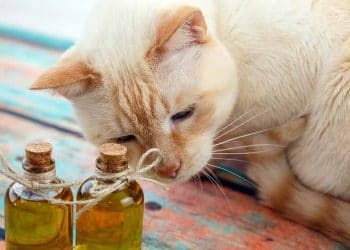 Kedilerin Koku Bırakması Nasıl Önlenir?