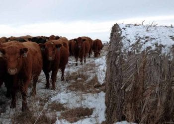 Kış Aylarında Besicilik