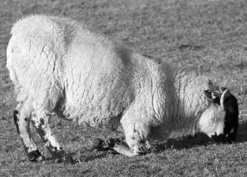 Koyun ve Keçilerde Piyeten