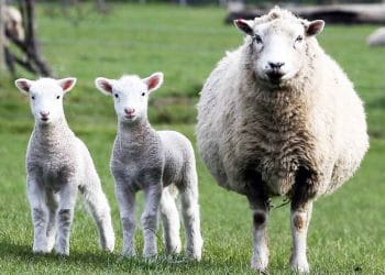 Koyunlar Kuzulayınca