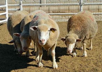 Üniversite özel sektör iş birliğiyle üretilen damızlık koyunlar yoğun talep görüyor