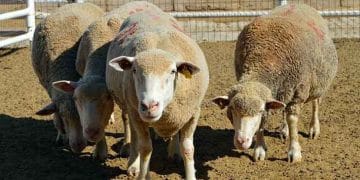 Üniversite özel sektör iş birliğiyle üretilen damızlık koyunlar yoğun talep görüyor