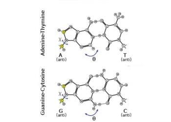 Watson-Crick Çifti Nedir?
