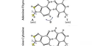 Watson-Crick Çifti Nedir?