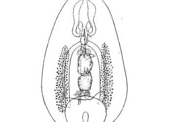 Watsonius Watsoni Nedir?
