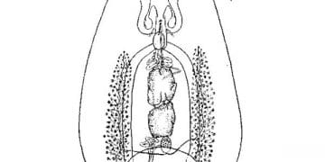 Watsonius Watsoni Nedir?