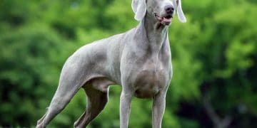 Weimaraner Köpeği Nedir?