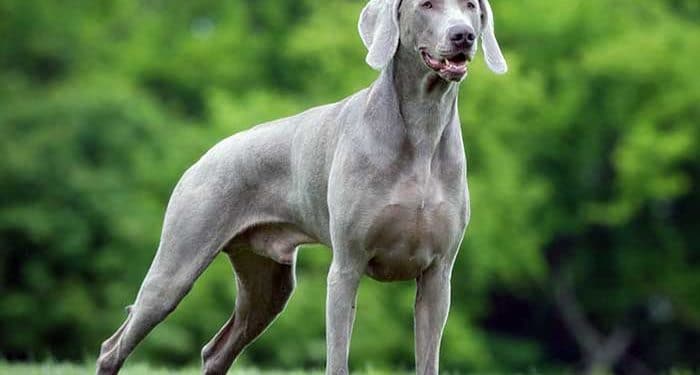 Weimaraner Köpeği Nedir?