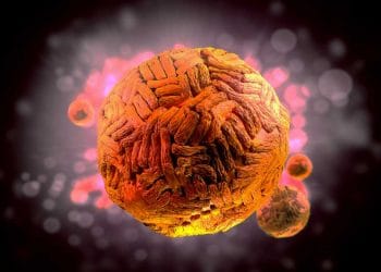 Wesselsbron Hastalığı Nedir?