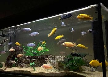 Akvaryum Balıkları ve Akvaryumun Özellikleri