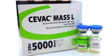 Cevac Mass L