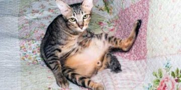 Erkek Kedilerde Orchitis Hastalığı