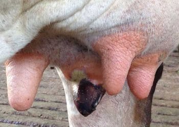 Gangrenli Mastitis