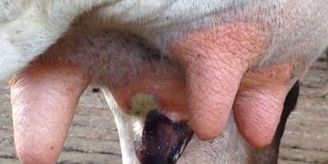 Gangrenli Mastitis
