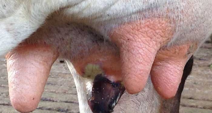 Gangrenli Mastitis