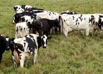 Hayvancılıkta Neler Oluyor?