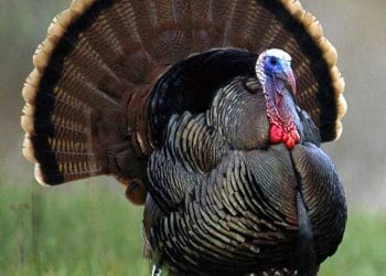 Hindi (Meleagris Gallopavo) ve Hindi Biyolojisi